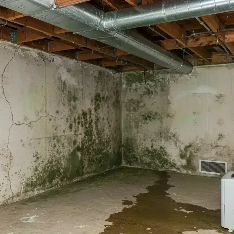 Professional Mold Removal in Bartow County, GA